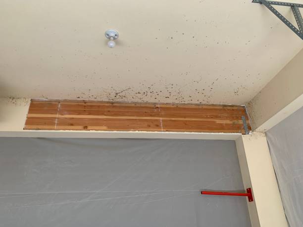 Best Mold Prevention Services  in Missoula, MT